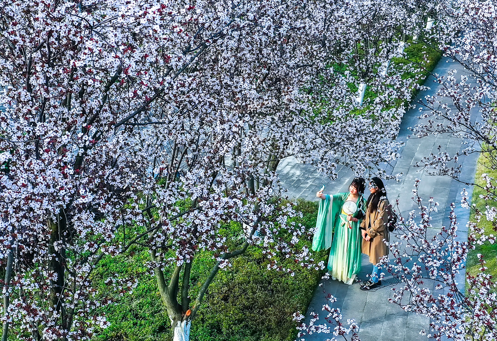 李花 杨毅