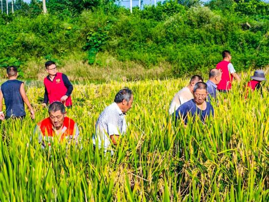 志愿者在塘坝镇开展晚稻抢收工作。