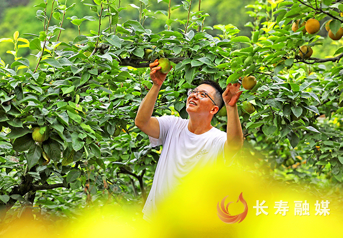 石堰镇麒麟村,翠冠梨丰收,果农喜笑颜开