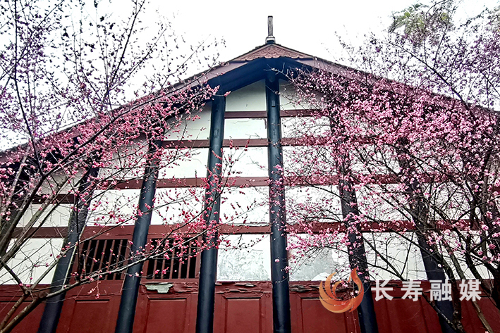 城市一隅梅花盛开+何利