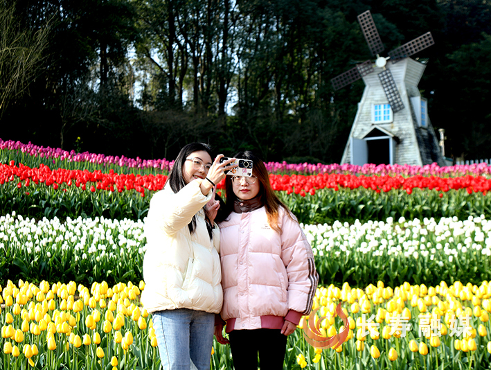 长寿湖郁金香+蒲雪梅 (3)