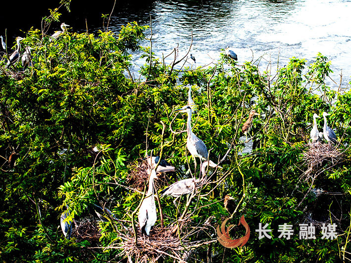 鹭鸟成但渡生态改善“活指标”+袁志龙 (1)
