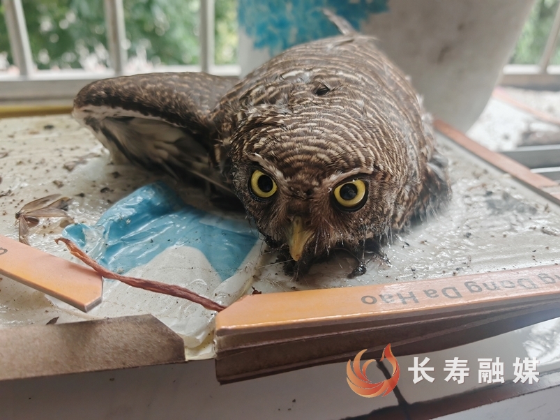 国保斑头鸺鹠5小时“洗剪吹”终脱困2