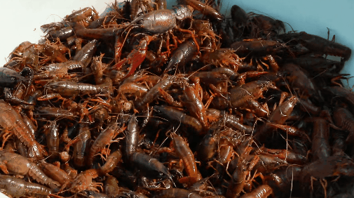 抢抓市场“鲜”机 春虾陆续上市3