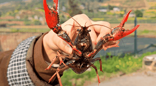 抢抓市场“鲜”机 春虾陆续上市4
