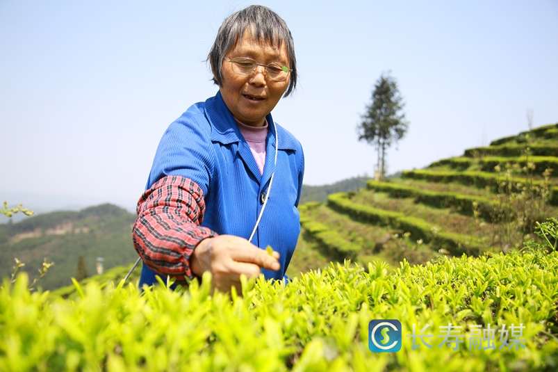 明前茶进入丰采期4