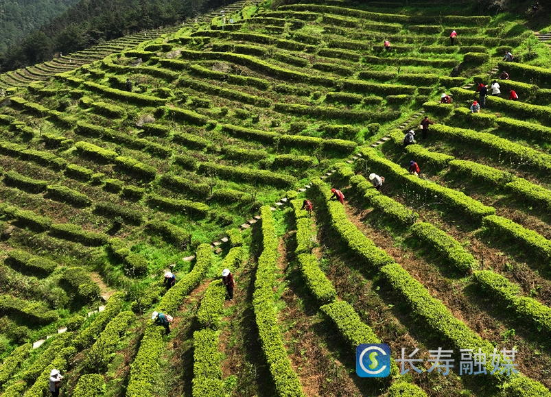 明前茶进入丰采期3