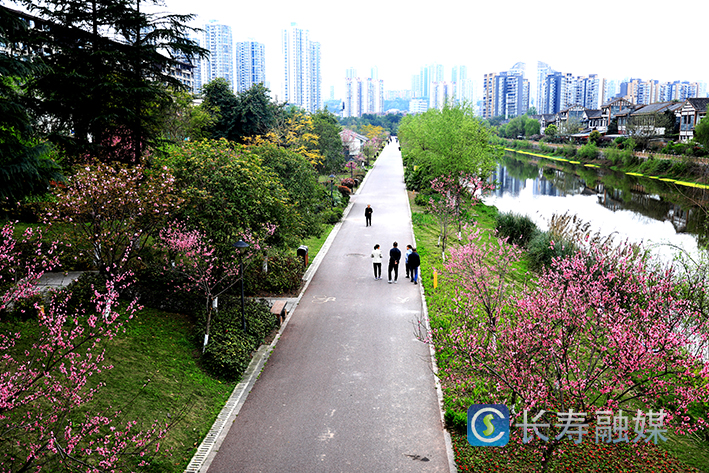 区城市管理局以“绿”惠民加速打造“城市公园” (2)