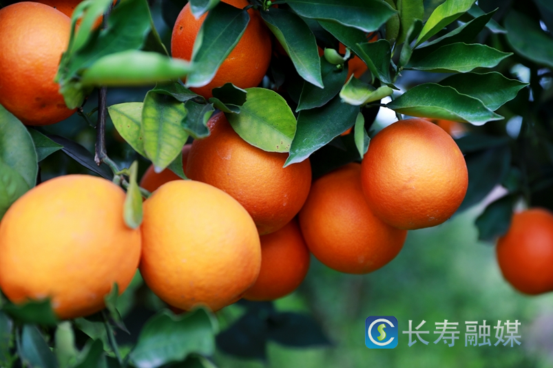 云集镇:血脐丰收等你来1