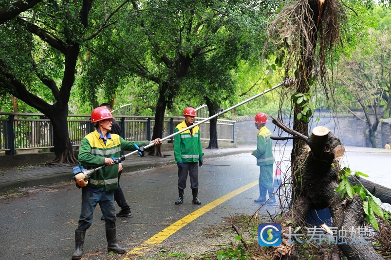 大风吹倒树木，园林管理部门紧急除险清患 (2)