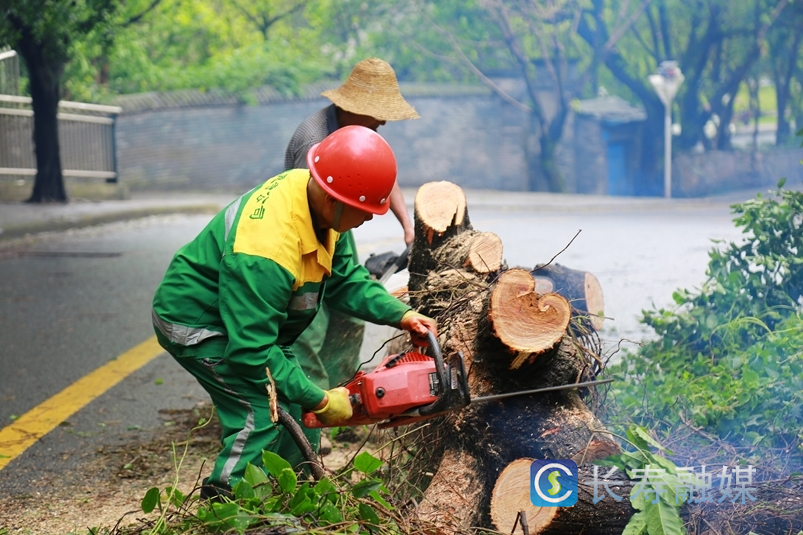 大风吹倒树木，园林管理部门紧急除险清患 (1)