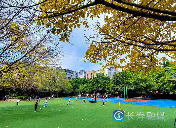 晏家实验小学操场黄桷树青黄换装 (3)