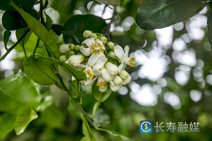 柚农授粉忙 (2)