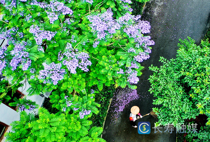 蓝花楹盛开+袁志龙 (4)