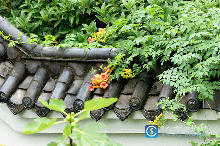 古镇凌霄花开+向前 (3)