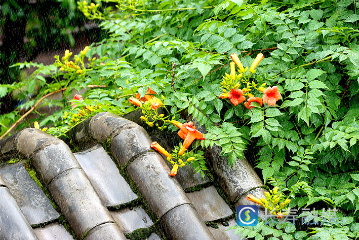古镇凌霄花开+向前 (1)