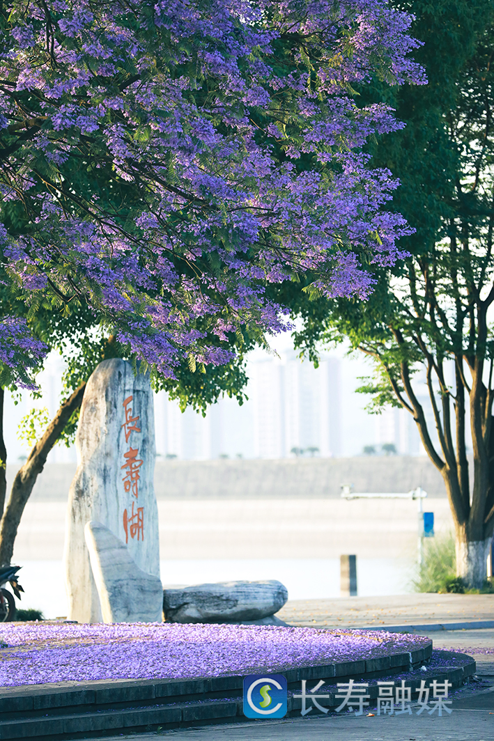 蓝花楹盛开期 (5)