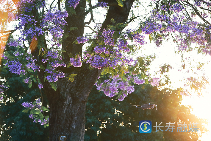 蓝花楹盛开期 (2)