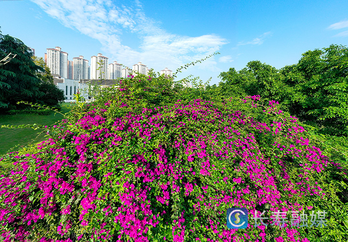 桃花溪滨河公园沿线三角梅花开 (4)