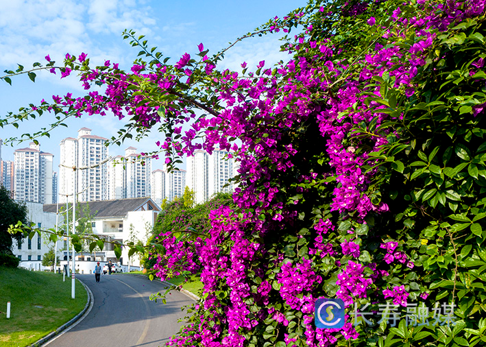 桃花溪滨河公园沿线三角梅花开 (1)