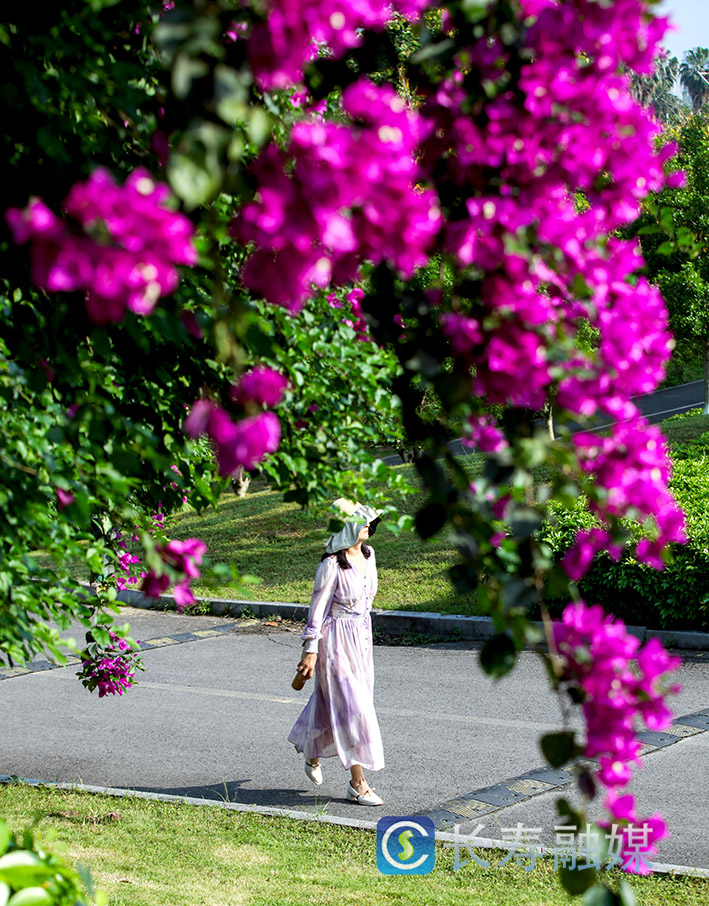 桃花溪滨河公园沿线三角梅花开 (3)