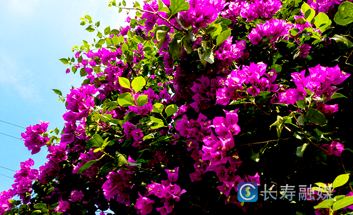 桃花溪滨河公园沿线三角梅花开 (2)