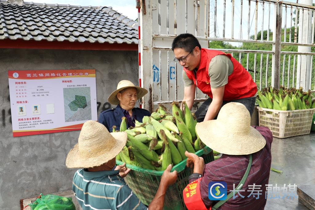 葛兰:甜糯玉米抢“鲜”上市 (1)
