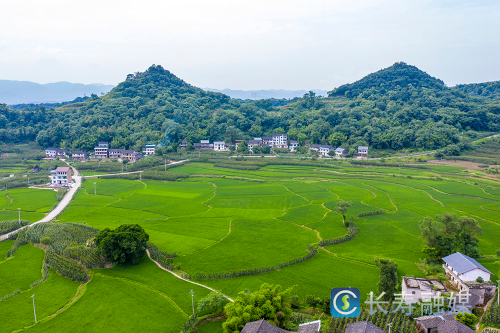 自带滤镜！六月稻田涌绿浪~ (新市街道新同村)李炎摄