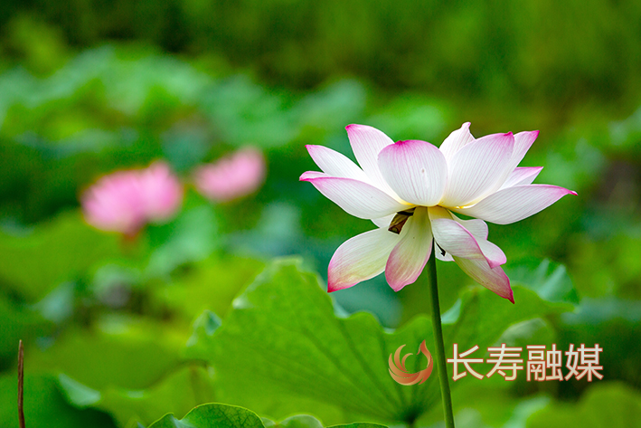 滨河公园荷花+廖涛 (2)