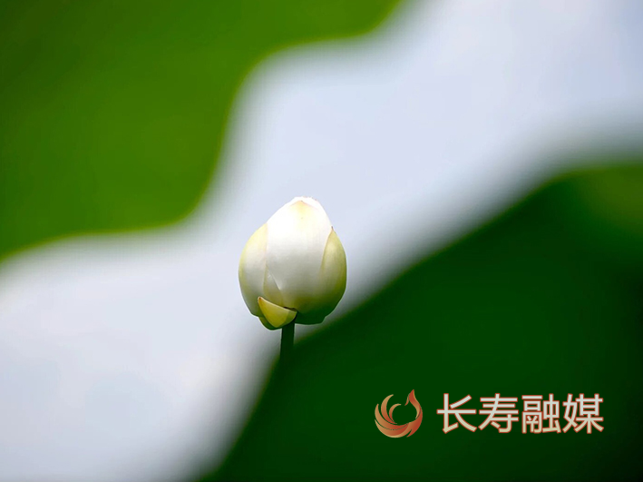 八颗街道梓潼村荷花+何利 (2)