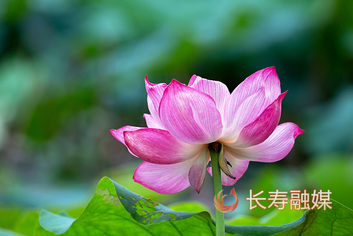 滨河公园荷花+廖涛 (1)