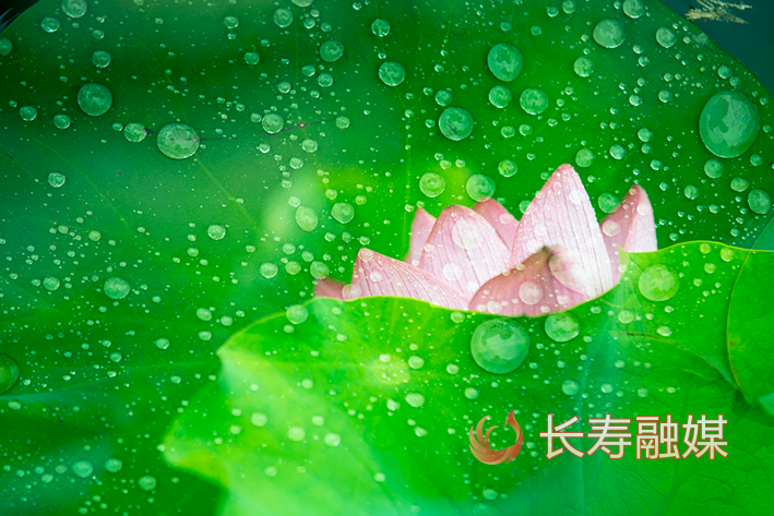 长寿慢城荷花+李炎 (9)