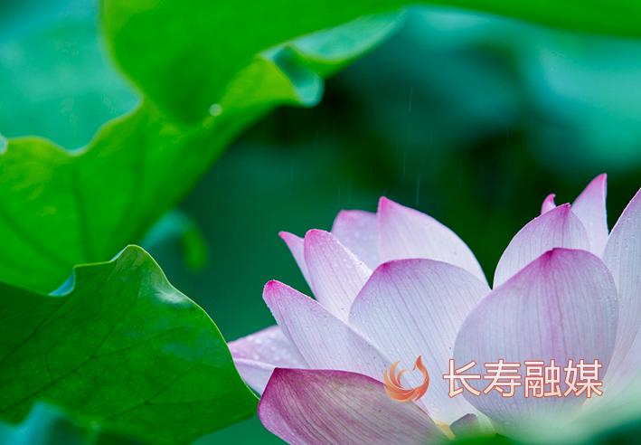 长寿慢城荷花+李炎 (2)