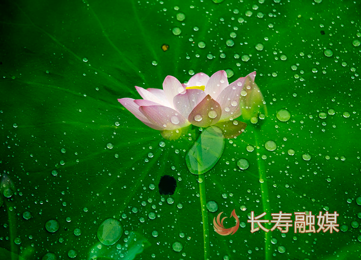 长寿慢城荷花+李炎 (1)