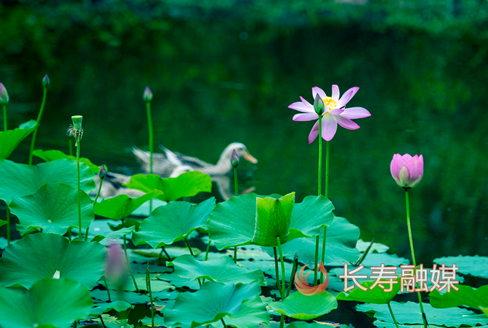 长寿慢城荷花+李炎 (4)
