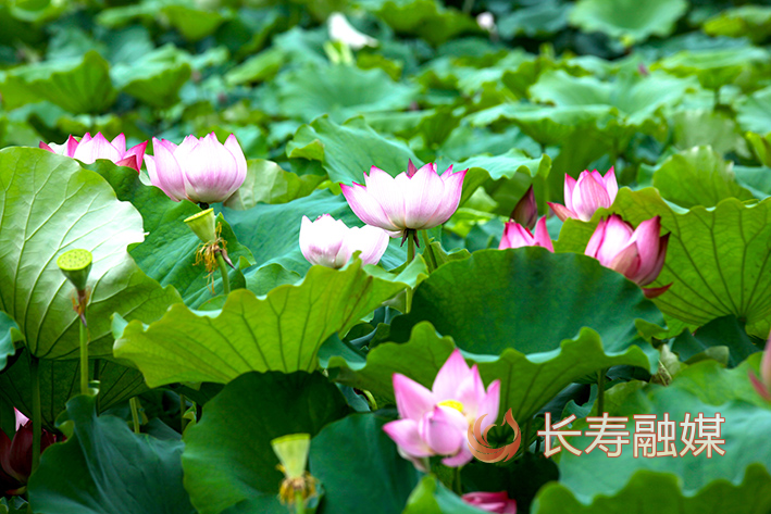 长寿慢城荷花开+袁志龙 (3)