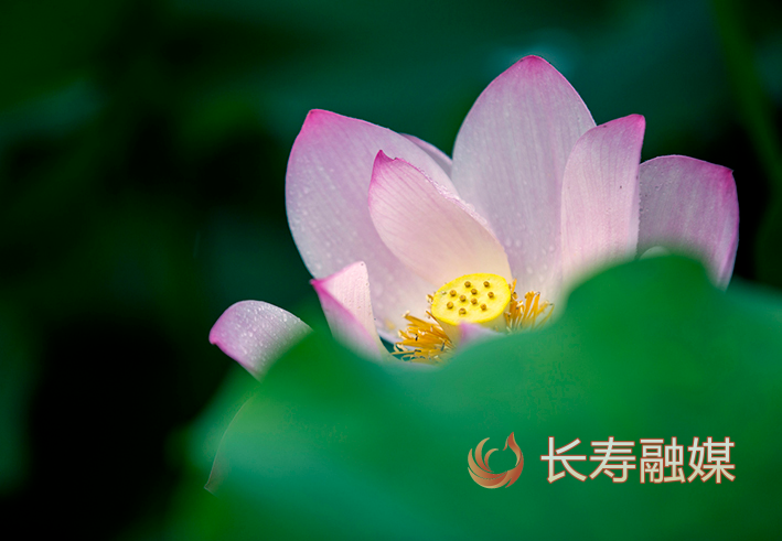 长寿慢城荷花+李炎 (3)
