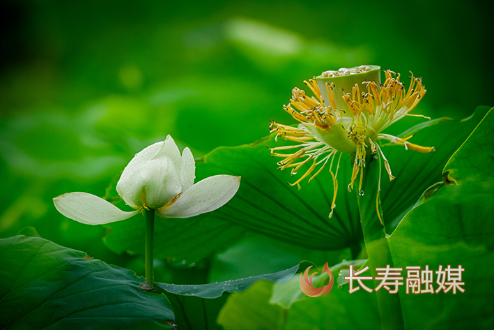 八颗街道付何村荷花+张颂东 (1)