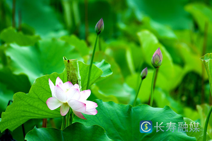 滨河公园雨中美景 (3)