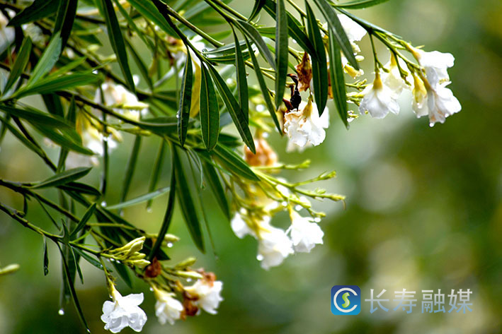 滨河公园雨中美景 (1)
