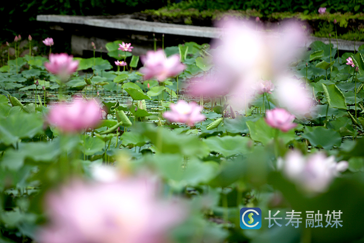 长寿慢城荷花开 (1)