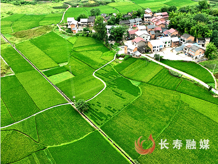在渡舟街道新道路村稻田+何利 (2)