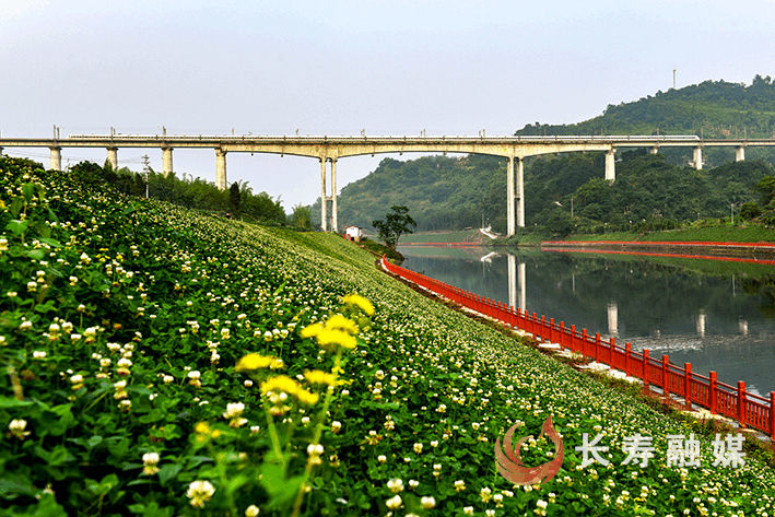 长寿已建成“两岸青山·千里林带”4 (4)