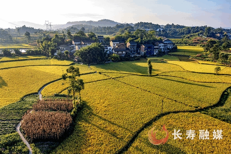 李炎+新市街道红土地村