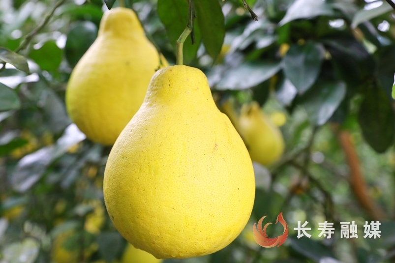 【故事汇】从2棵树到5