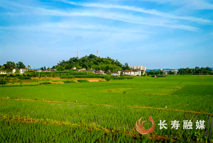长寿乡村治理经验综述-盐井村