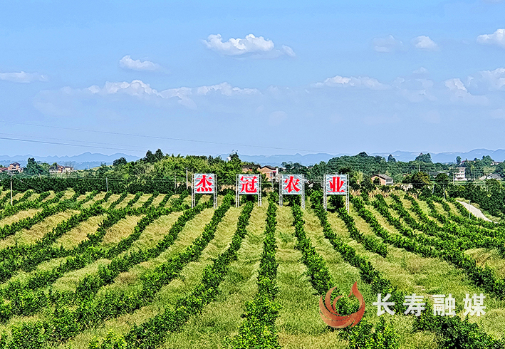 双龙两会专刊 (1)