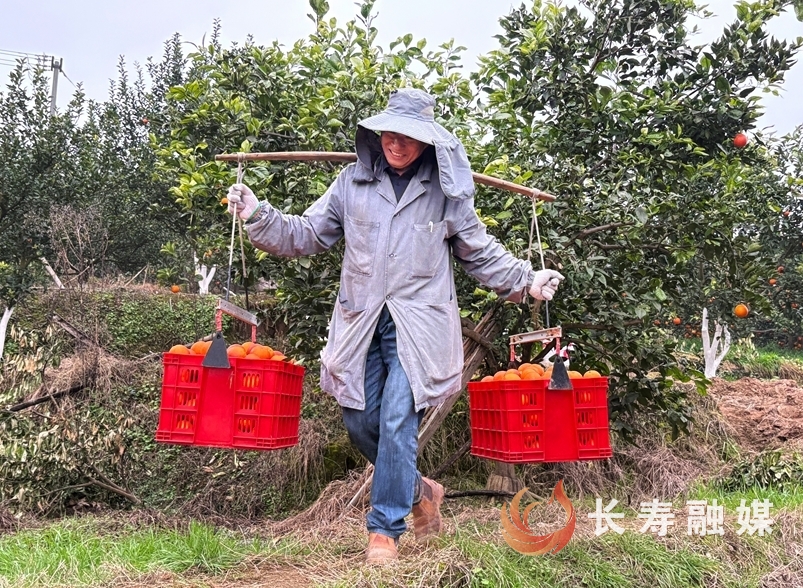 从“三本账”看寿湖红橙新变化4