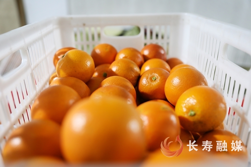 从“三本账”看寿湖红橙新变化1