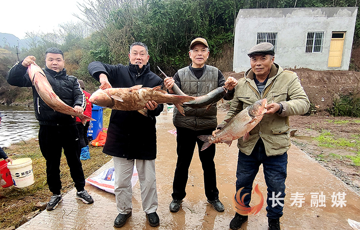 村集体经济“鱼”跃龙门 村民喜领暖心过年鱼 (3)